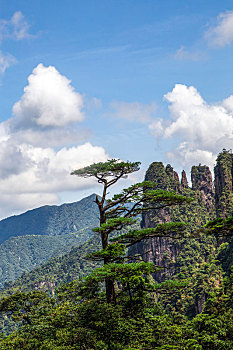 soi cau lo rong