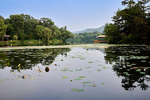 soi câu rong bạch kim