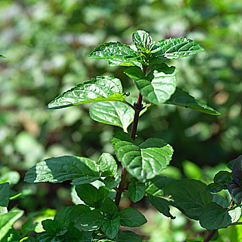 soi lo bạch thủ