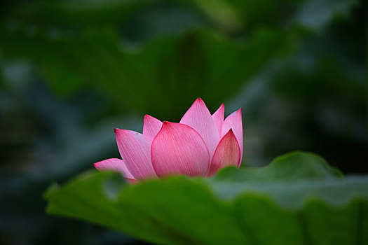 soi cau xo so than tai