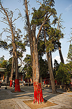 bạch thủ là giải mấy